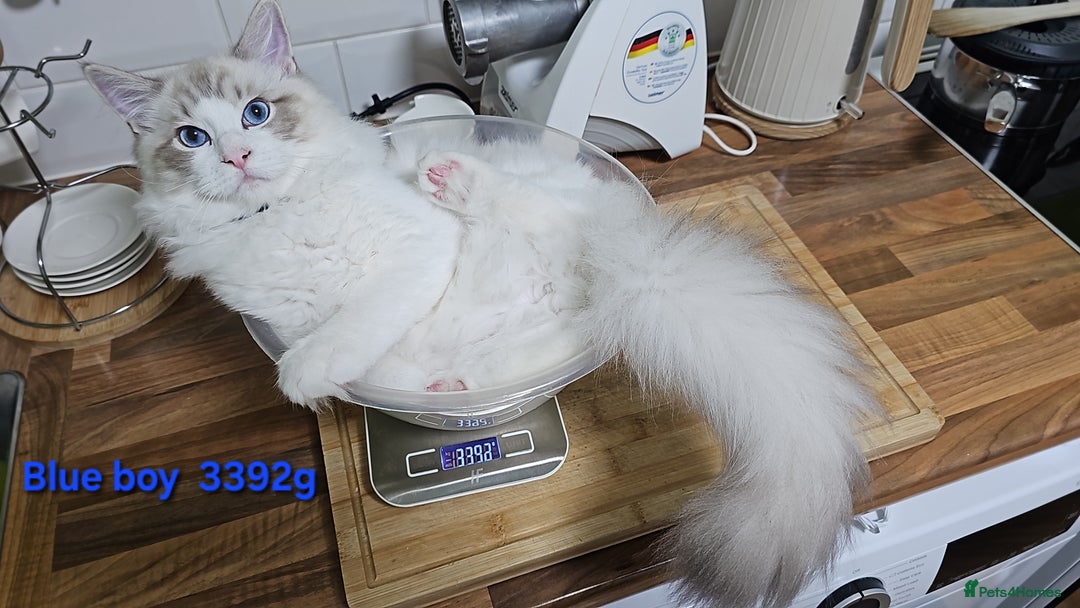 Ragdoll cats for sale: Pedegree Active Gccf 2 boys left  - Advert 33