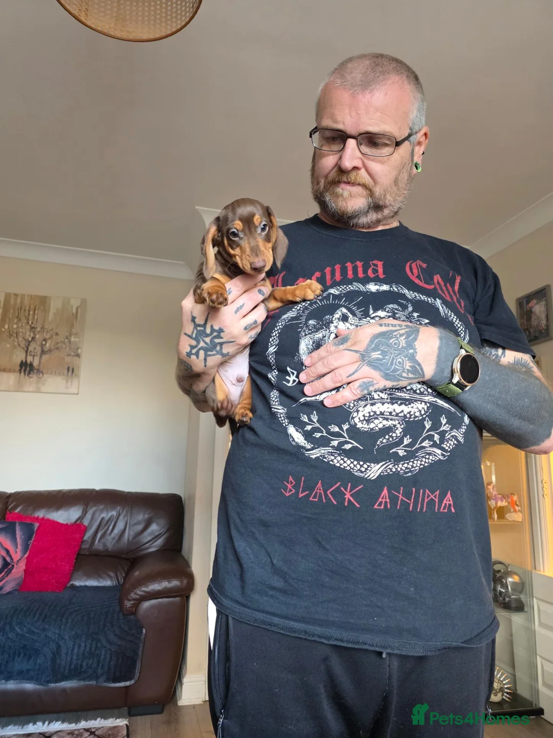 Miniature Dachshund dogs for sale: Kc registered miniature Dachshund boys  - Advert 1