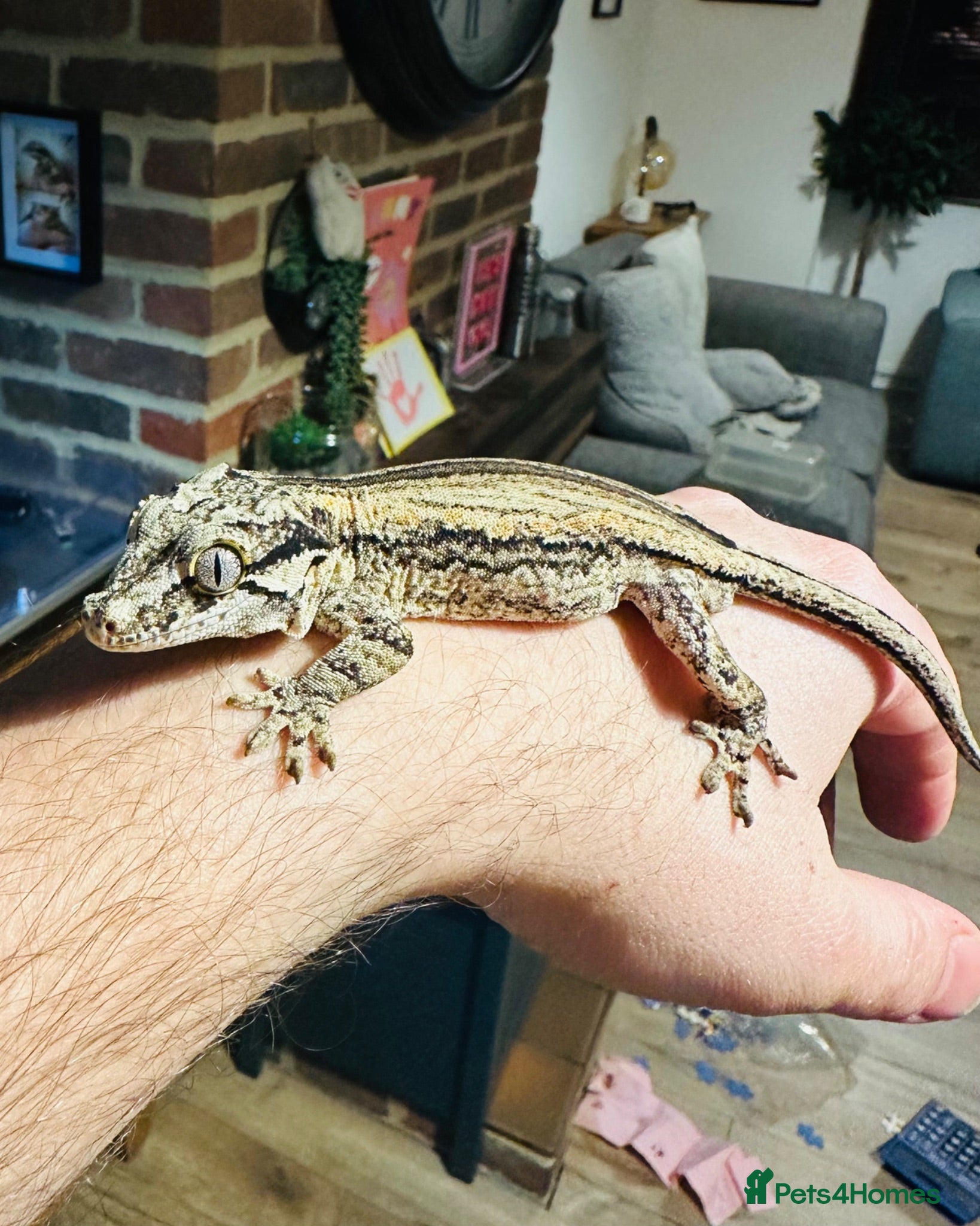 Gecko reptiles Orange Striped Gargoyle Gecko - Male - Advert 17