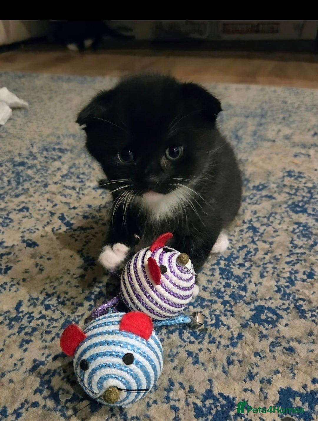 Mixed Breed cats for sale: Male kitten - Advert 12