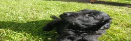 Flat coated Retriever dogs for sale: RKC registered Flat Coated Retrievers - Advert 2
