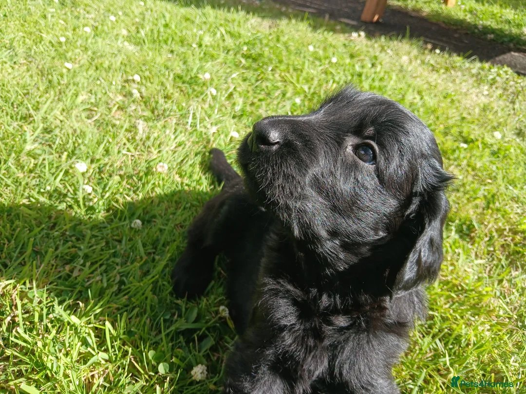 Flat coated Retriever dogs for sale: RKC registered Flat Coated Retrievers - Advert 2