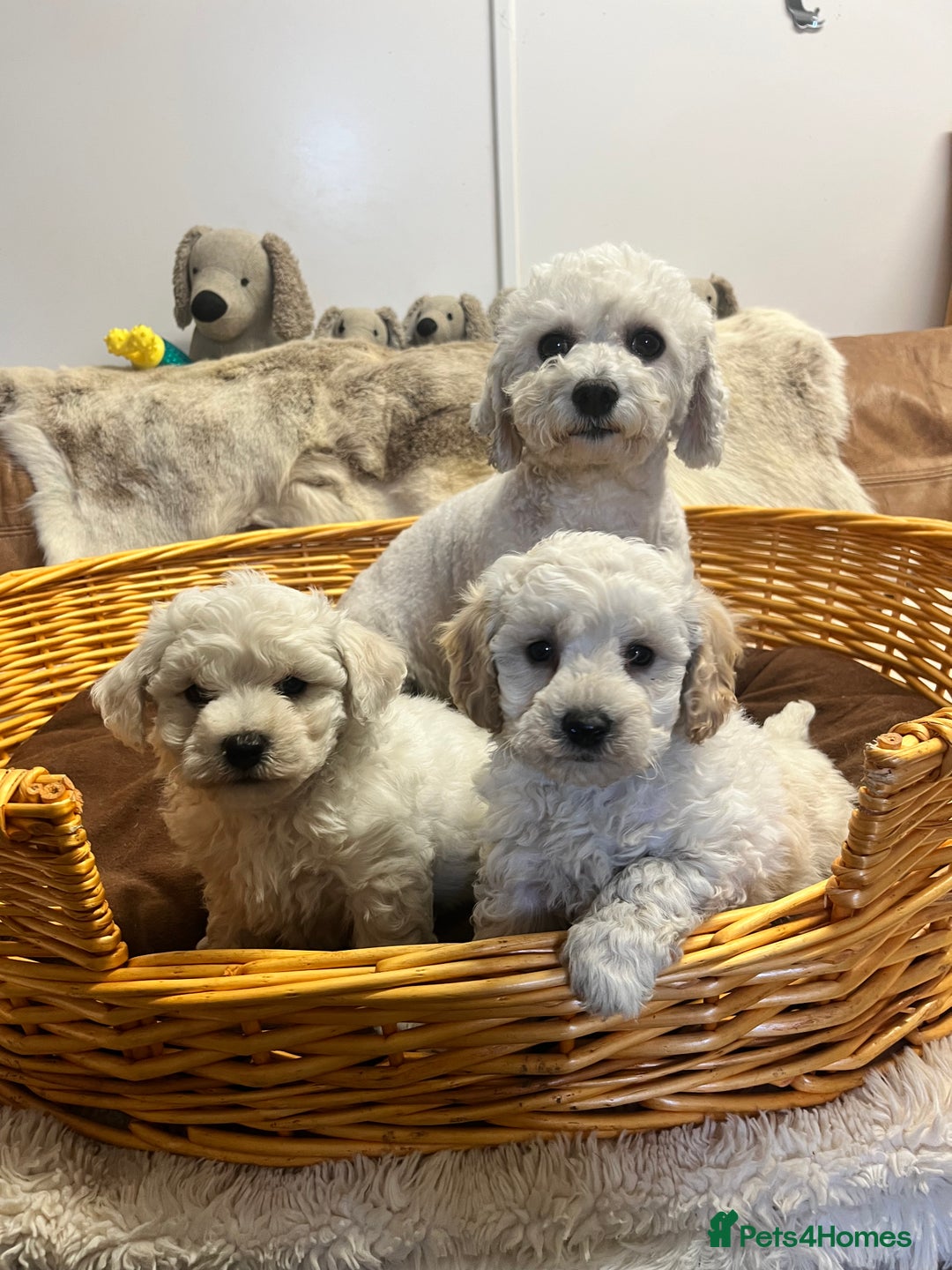 Poochon dogs for sale: Gorgeous Twin Brothers - Advert 6