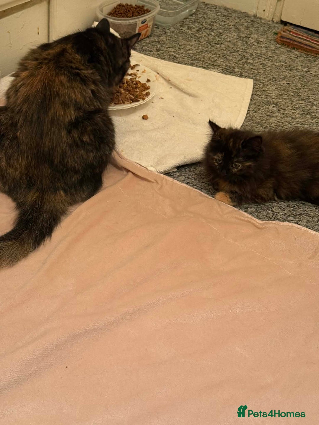 Persian cats for sale: Very fluffy kittens  - Advert 16