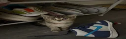 British Shorthair cats for sale: British Shorthair Kittens x Scottish Fold - Advert 7