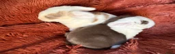 Mini Lop rabbits for sale: Please meet our gorgeous mini lops - Advert 18