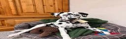 Dalmatian dogs for sale: Goose| 11month old Dalmatian  in Warrington - Advert 3