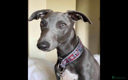 Whippet dogs for stud: BLUE PEDIGREE KC REGISTERED WHIPPET AT STUD in Salisbury - Image 4
