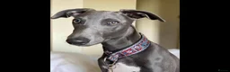 Whippet dogs for stud: BLUE PEDIGREE KC REGISTERED WHIPPET AT STUD in Salisbury - Advert 6