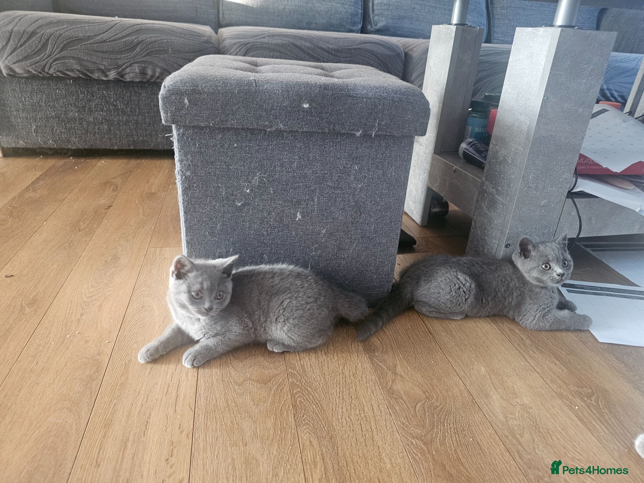 British Shorthair cats Simba - Advert 1