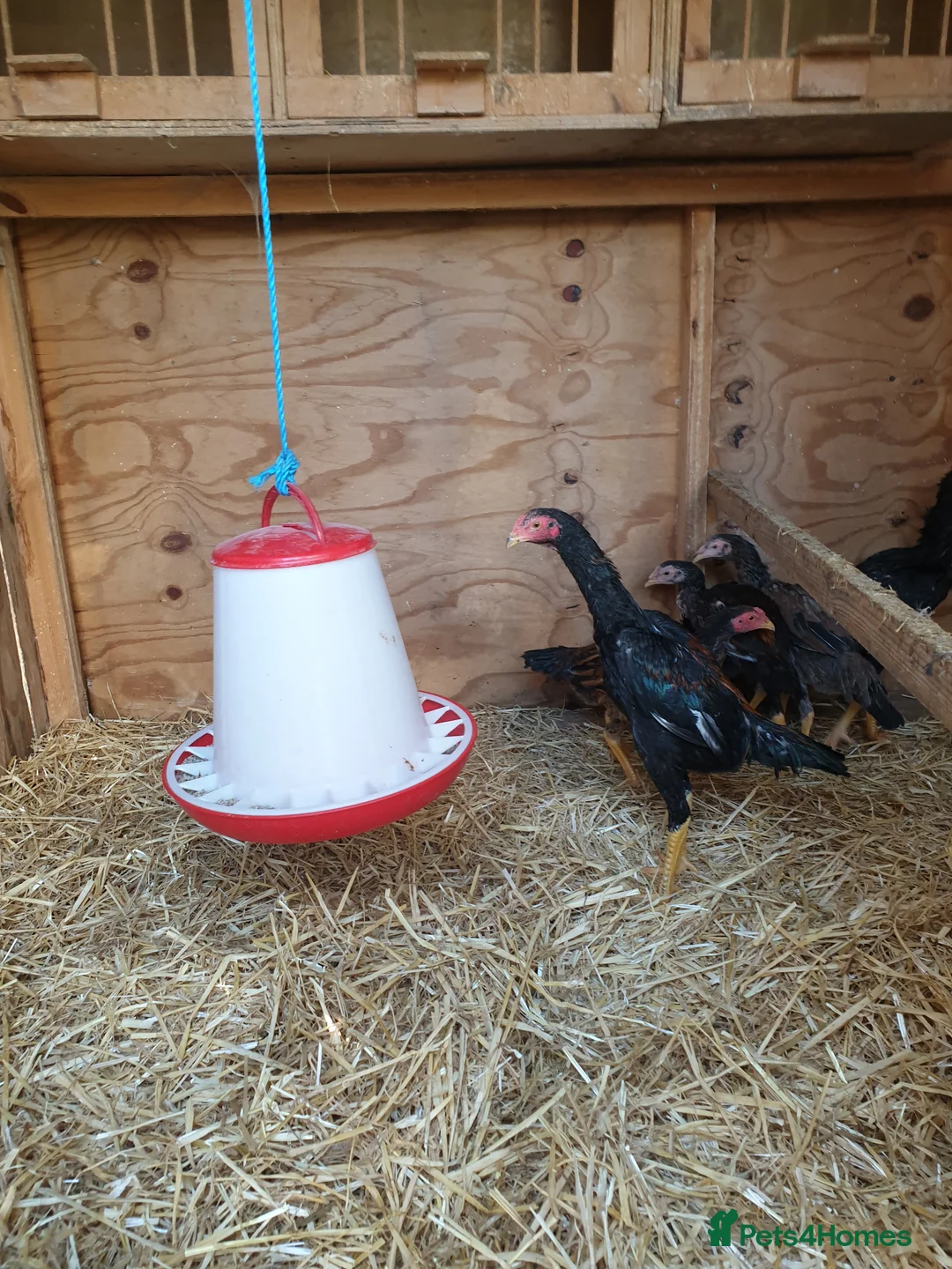 Chickens poultry for sale: Japanese shamo x Brazilian shamo in Barnsley - Advert 1