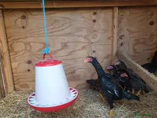 Chickens poultry Japanese shamo x Brazilian shamo - Advert 5