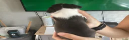 Boston Terrier dogs for sale: 5 BEAUTIFUL BOSTON TERRIER PUPPIES  - Advert 18