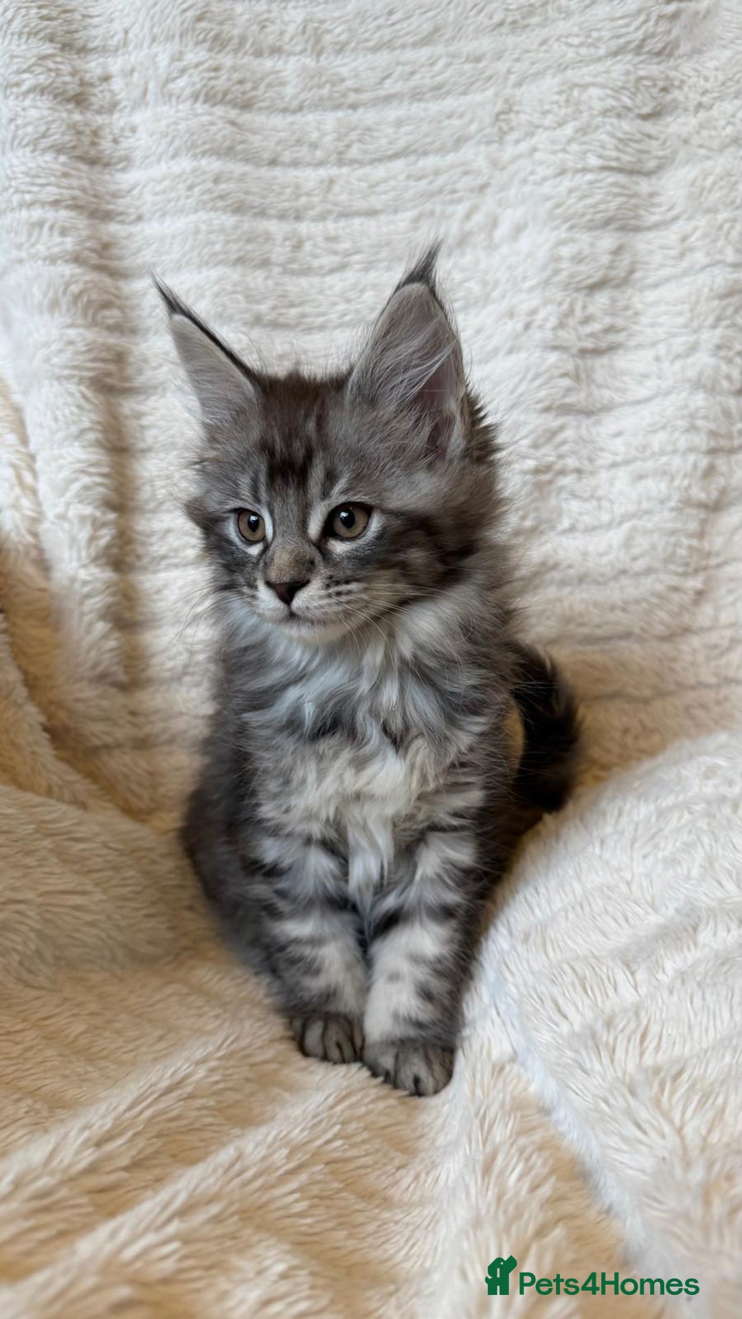 Maine Coon cats for sale: Beautiful friendly Maine Coon cross Kittens  - Advert 27
