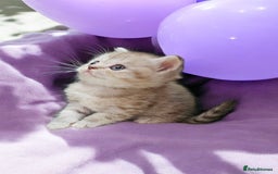Scottish Fold cats for sale: Bundle of 11 Scottish fold Straight Ears Kittens - Image 30