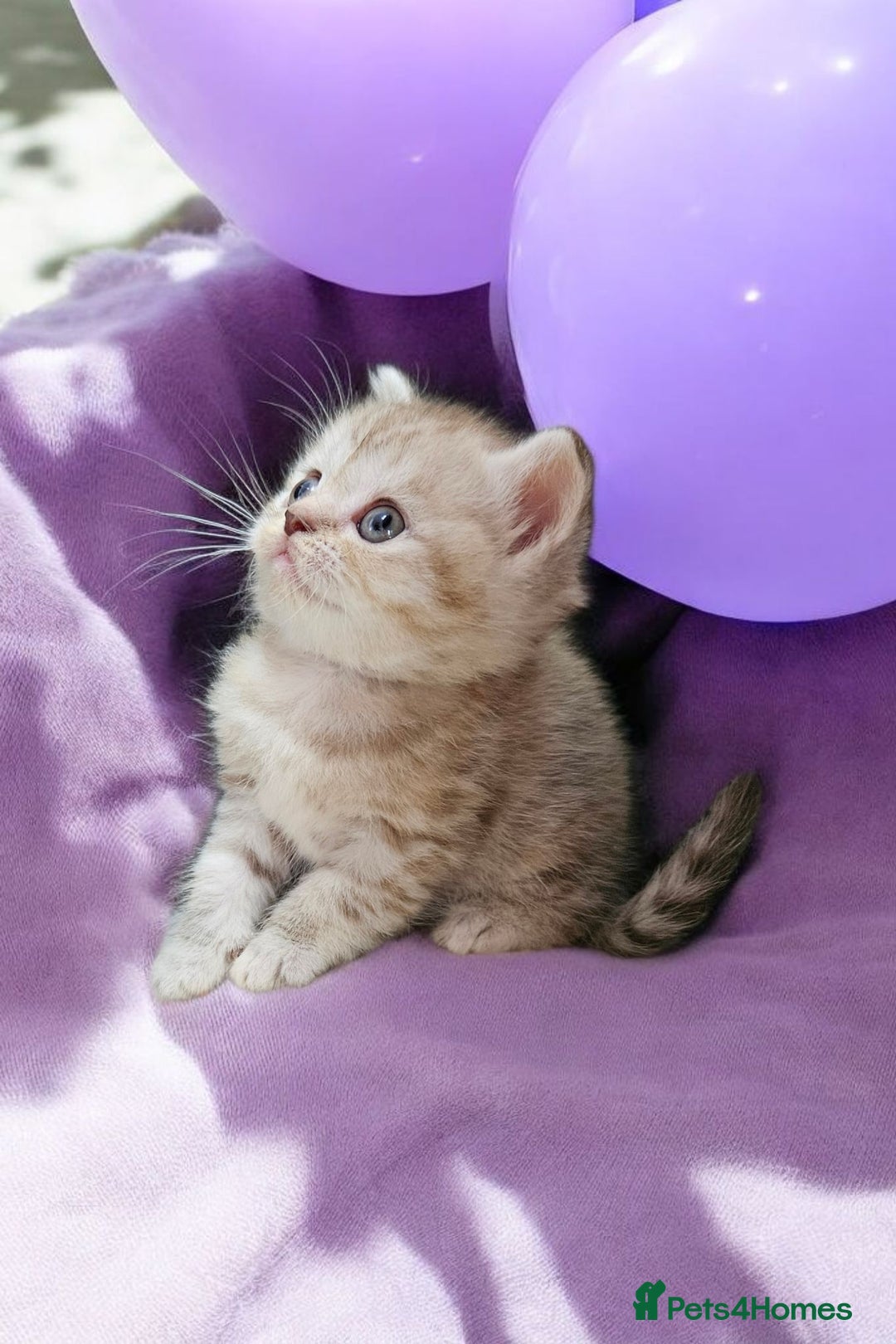 Scottish Fold cats for sale: Bundle of 11 Scottish fold Straight Ears Kittens - Image 30