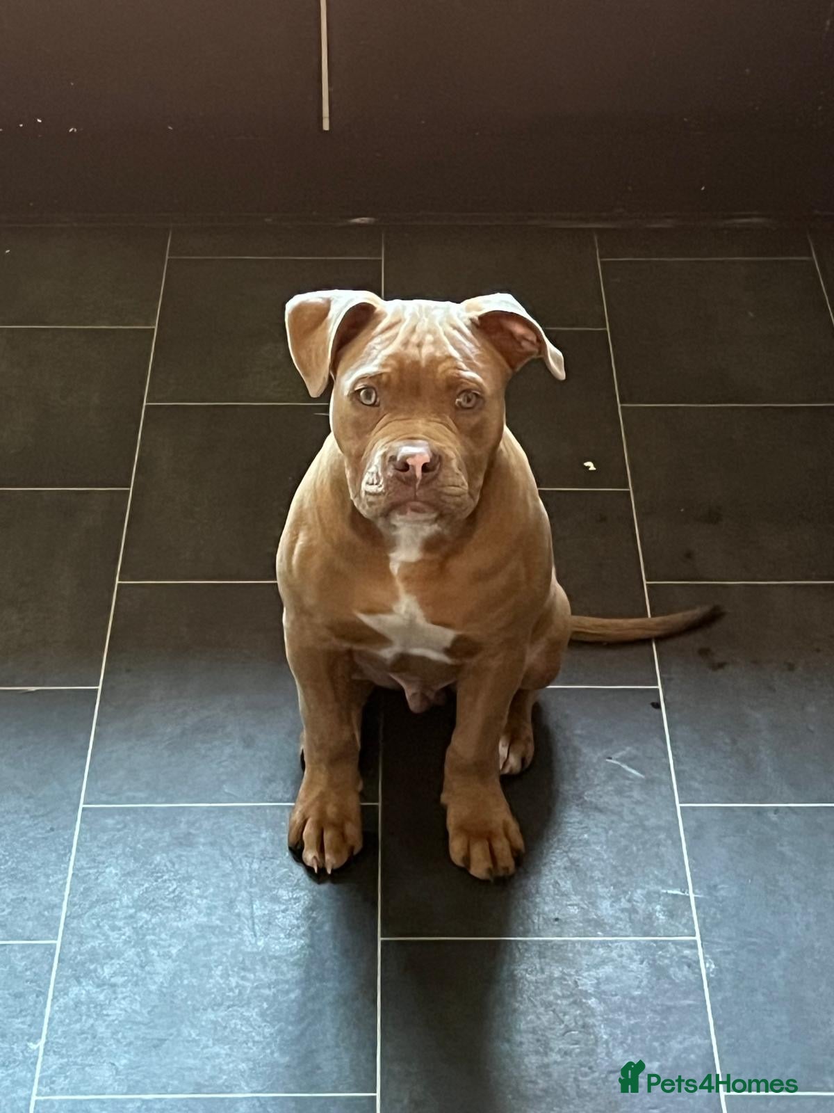 Mixed Breed dogs Beautiful boy  - Advert 1
