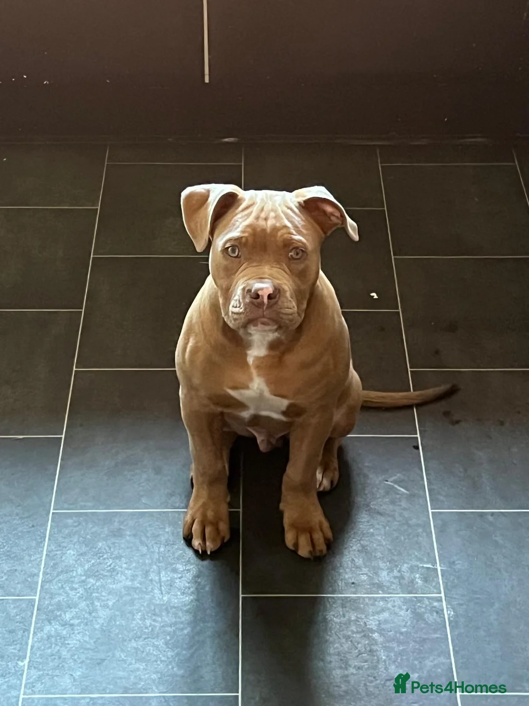 Mixed Breed dogs for sale: Beautiful boy  in Coventry - Advert 1