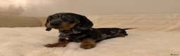 Miniature Dachshund dogs for sale: Adorable Puppies Ready for Loving Homes 🐾 - Advert 5