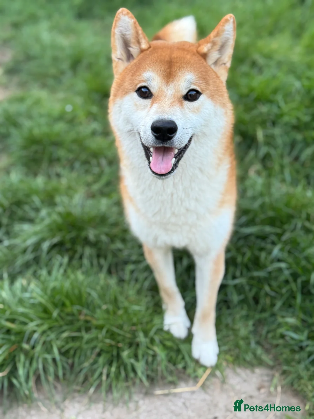 Japanese Shiba Inu dogs for sale: Japanese Shiba Inu 2 years old kc registered  - Advert 1