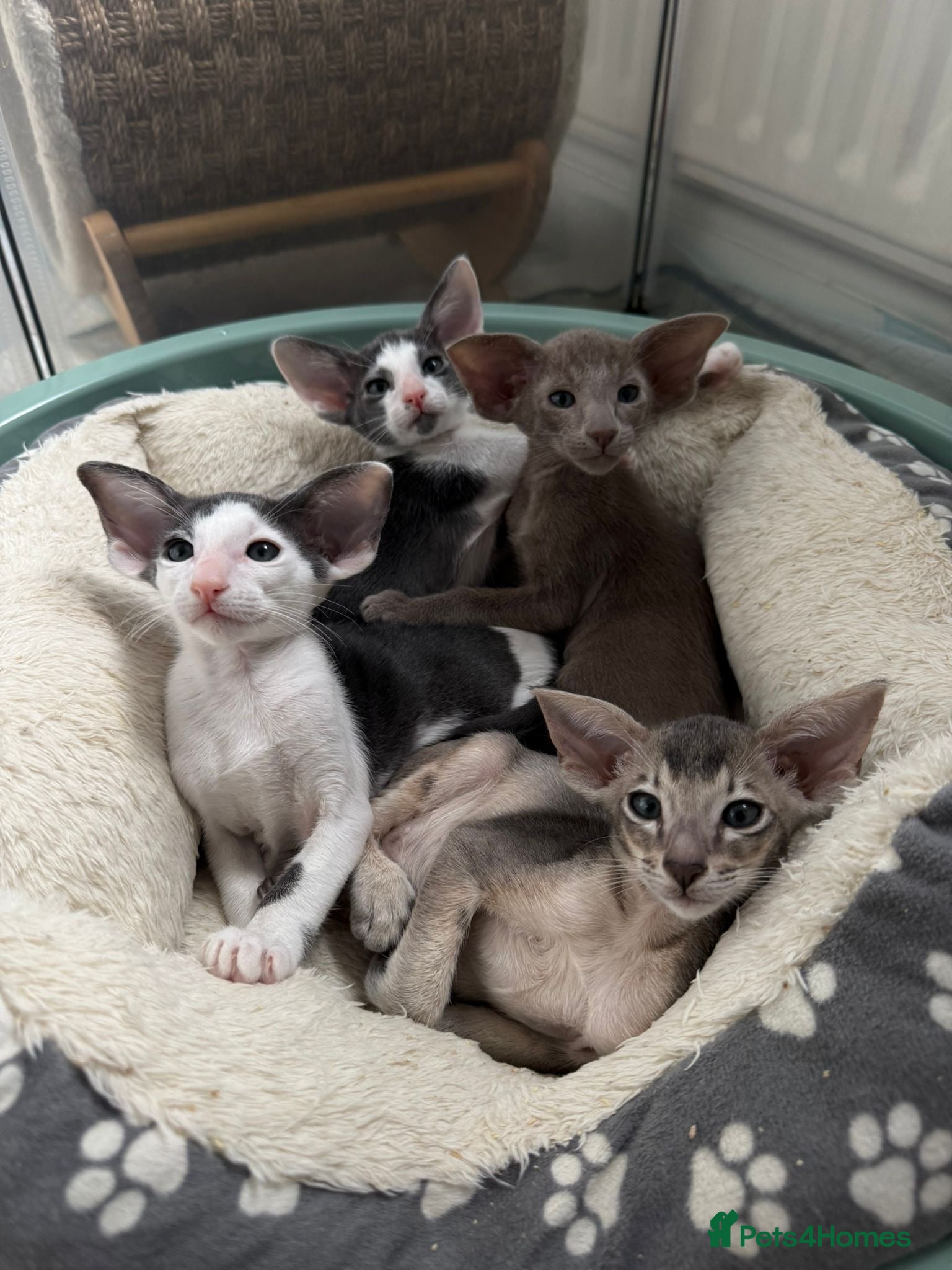 Oriental cats SHOW QUALITY GCCF ORIENTAL SHORTHAIR KITTEN - Advert 6