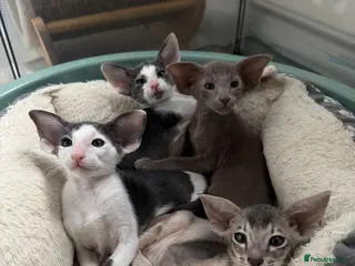 Oriental cats SHOW QUALITY GCCF ORIENTAL SHORTHAIR KITTEN - Advert 6