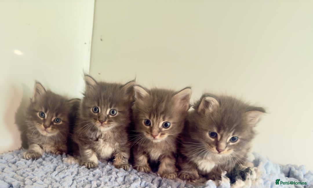 Maine Coon cats for sale: Plush PusZ XXL TICA registered Maine Coon Kittens - Advert 13