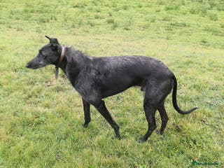 Lurcher dogs JASPER 8yr old Lurcher - Advert 1