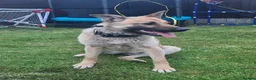 Belgian Shepherd Dog dogs for sale: Stunning Belgian Mali in Crewe - Advert 6