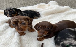 Miniature Dachshund dogs for sale: Clean and admirable doxie mini cuties dapples - Image 1