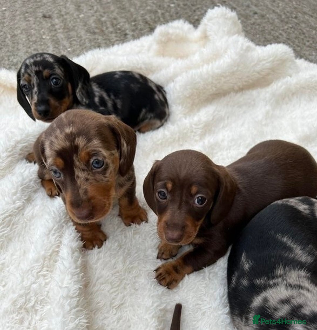 Miniature Dachshund dogs for sale: Clean and admirable doxie mini cuties dapples - Image 1
