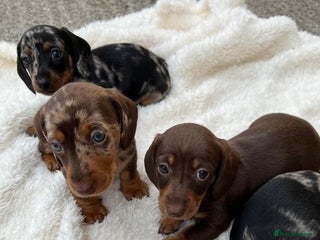 Miniature Dachshund dogs - Advert 1