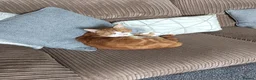 Mixed Breed cats for sale: Basil. 3 year old neutered male in Keighley - Advert 5