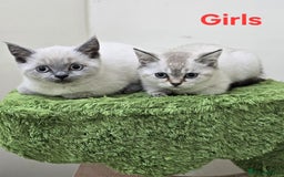 British Shorthair cats for sale: British Shorthaired kittens  - Image 10