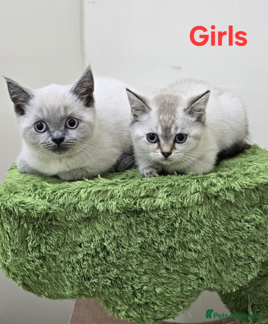 British Shorthair cats for sale: British Shorthaired kittens  - Image 10