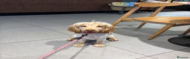 Cocker Spaniel 1