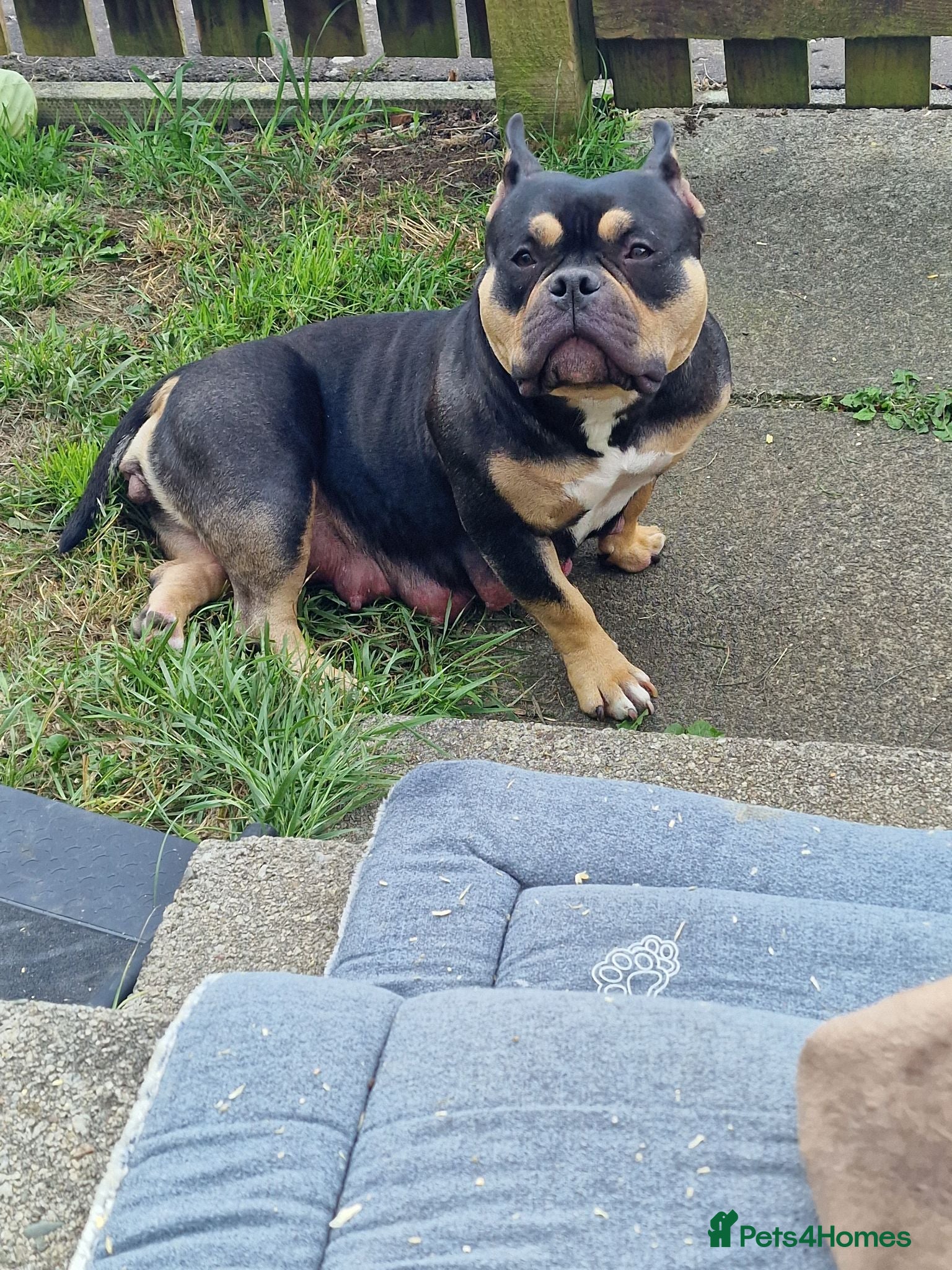 American Bully dogs Pocketbully puppy  - Advert 1