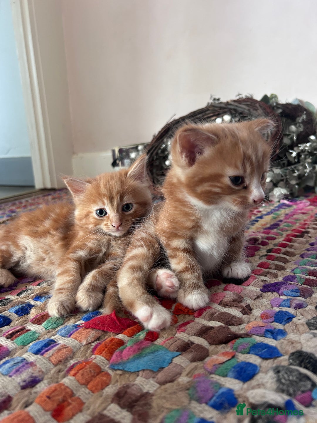 British Longhair cats for sale: British long hair ginger boy- 1 remaining  - Advert 4