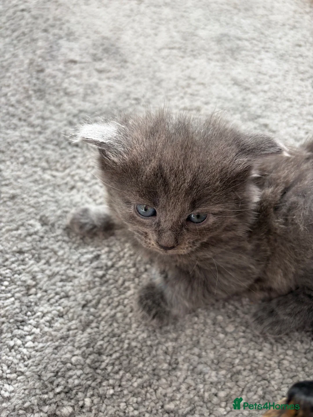 Mixed Breed cats for sale: kittens - Advert 2