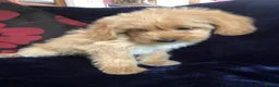 Mixed Breed dogs for sale: shihpoo x maltese puppies for sale - Advert 4