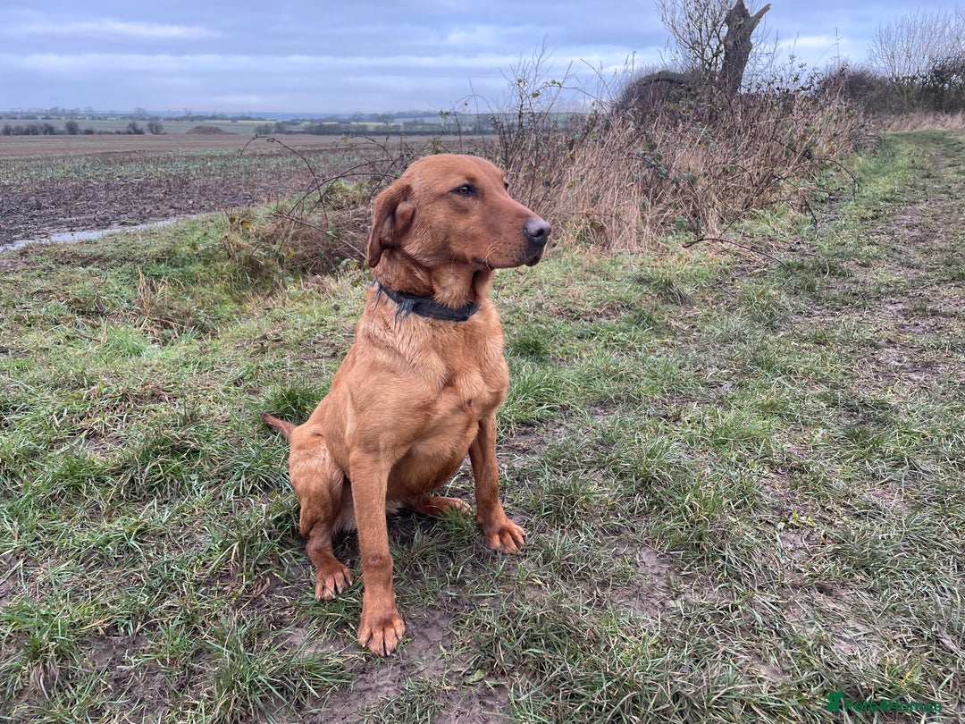 Labrador Retriever dogs for sale: 6 STUNNING KC REG FOX RED LABRADORS  - Advert 21