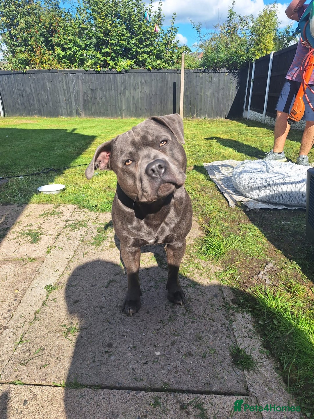 Staffordshire Bull Terrier dogs for stud: **FOR STUD** KC REGISTERED BLUE STAFF BULL TERRIOR - Advert 8