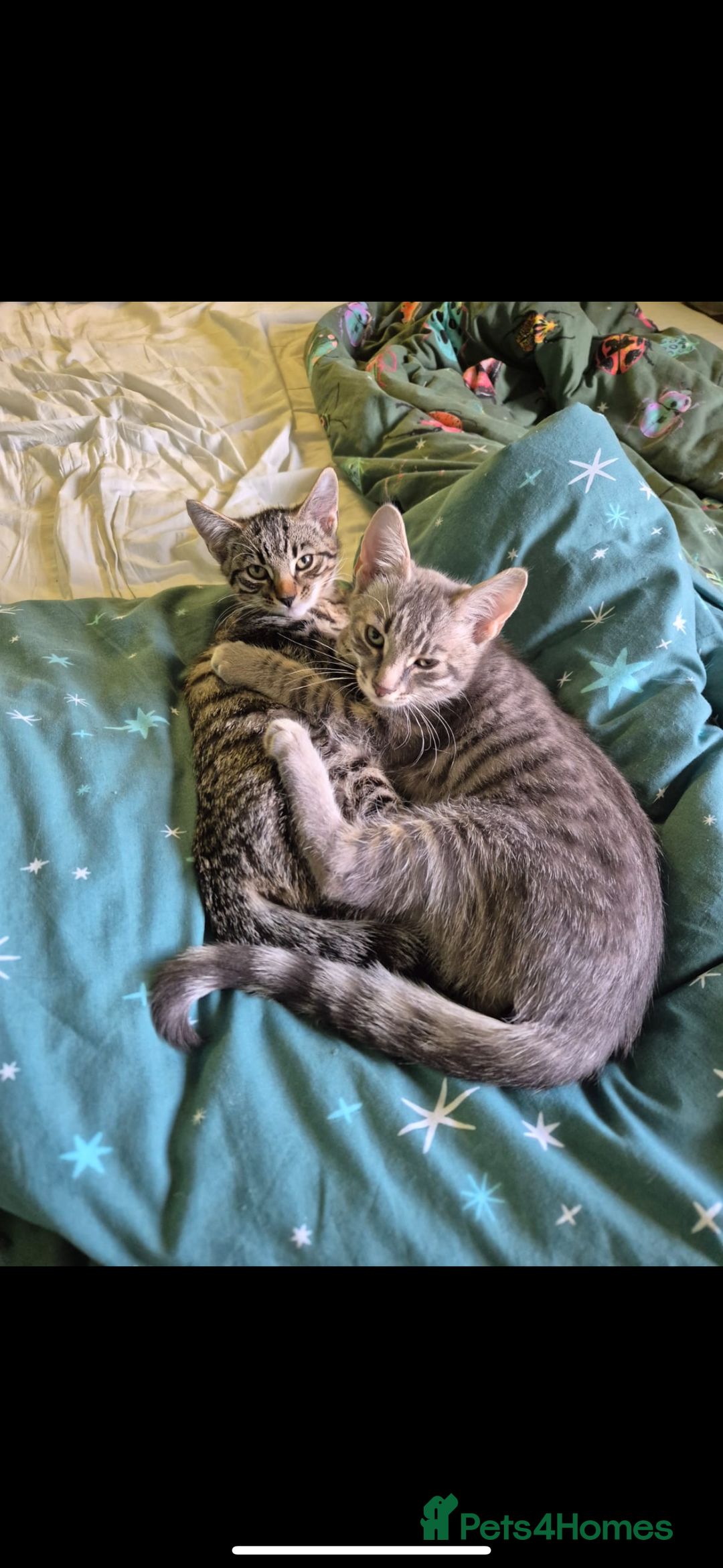 Mixed Breed cats for sale: Mixed breed tabby  - Image 4