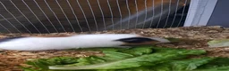 Guinea Pig rodents for sale: Male Guinea Pigs  - Advert 5