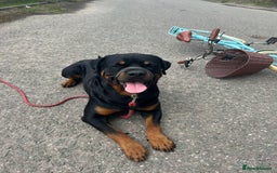 Rottweiler dogs for stud: Male Rottweiler for stud  - Image 8
