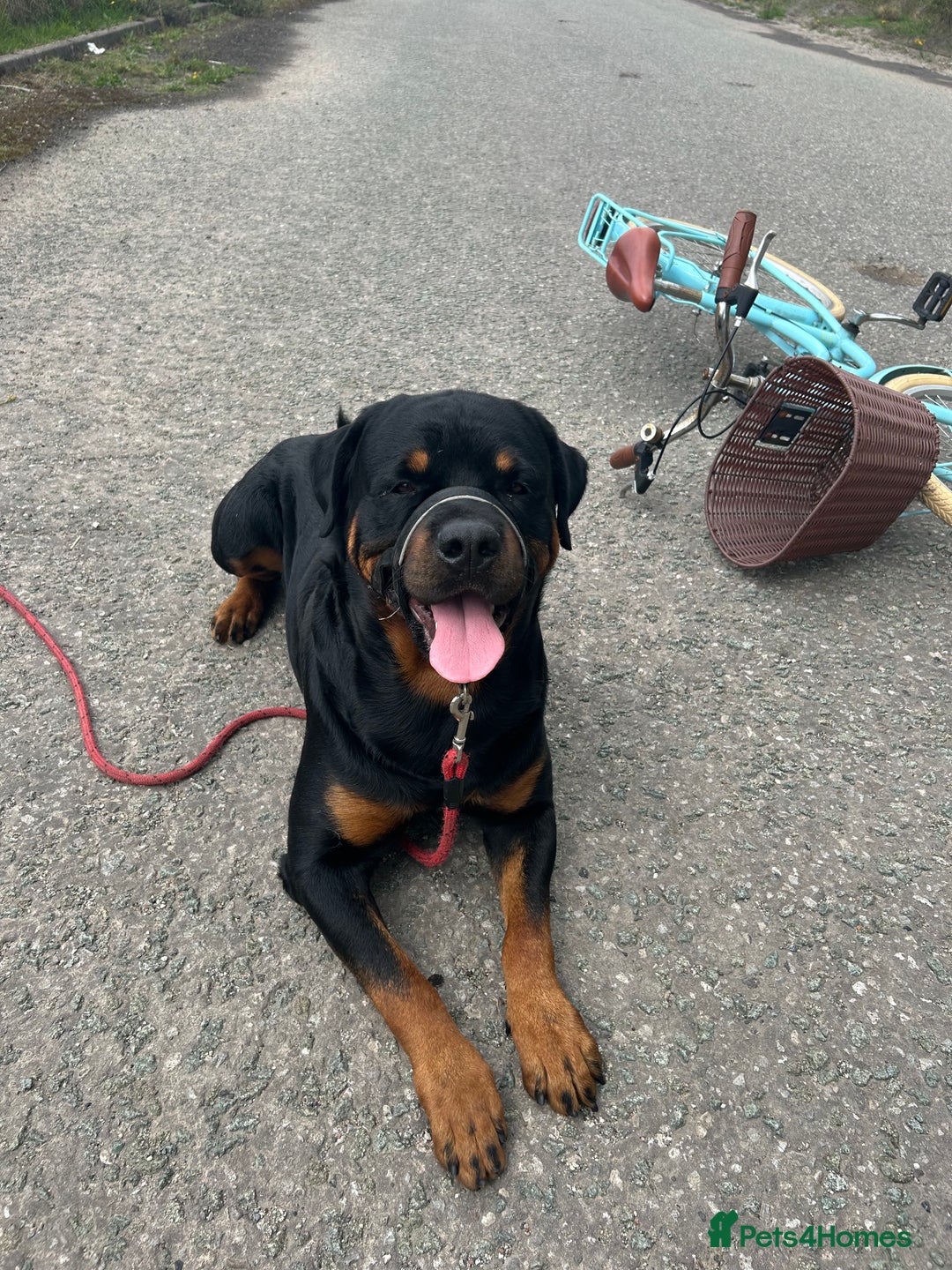 Rottweiler dogs for stud: Male Rottweiler for stud  - Image 8