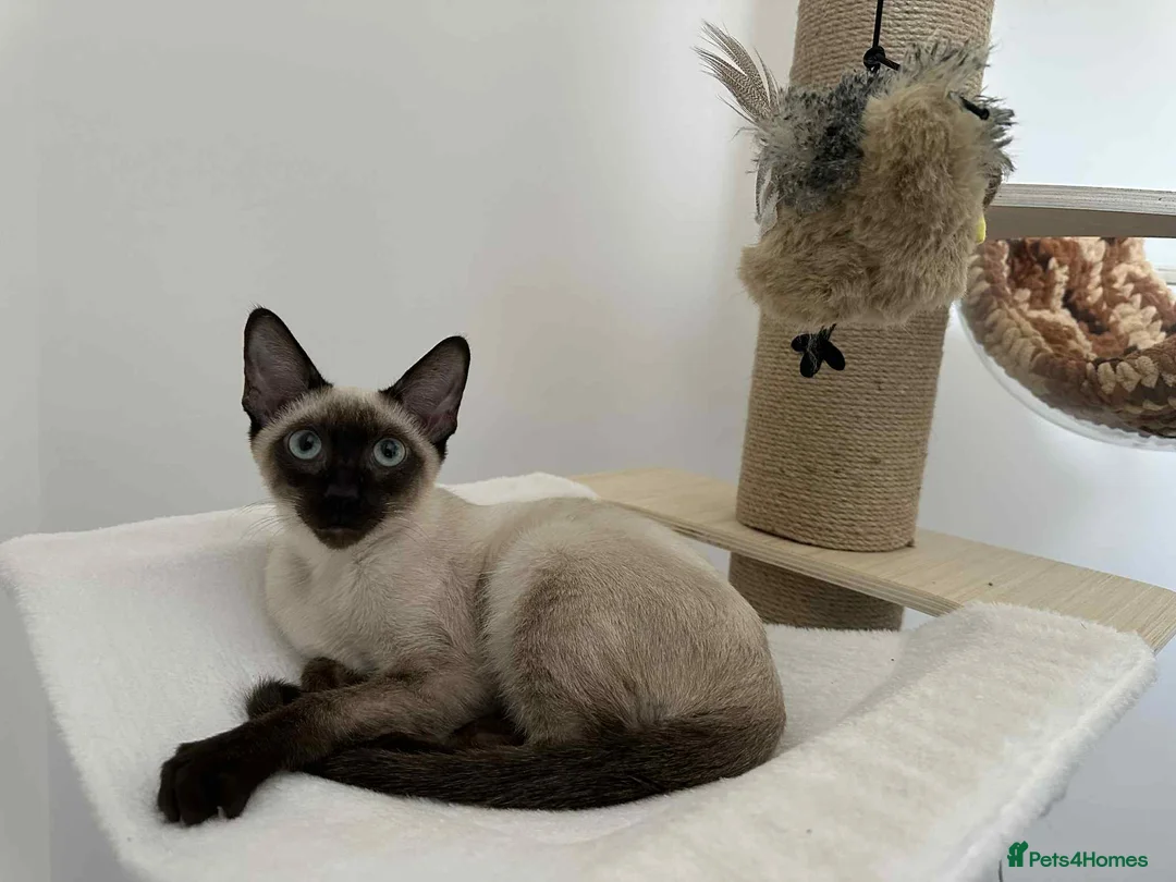 Siamese cats for sale: Neutered Siamese Looking for A Loving Home - Advert 5