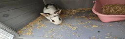 Mini Lop rabbits for sale: Two Female Bunnies Looking for a Loving New Home in Aylesbury - Advert 2