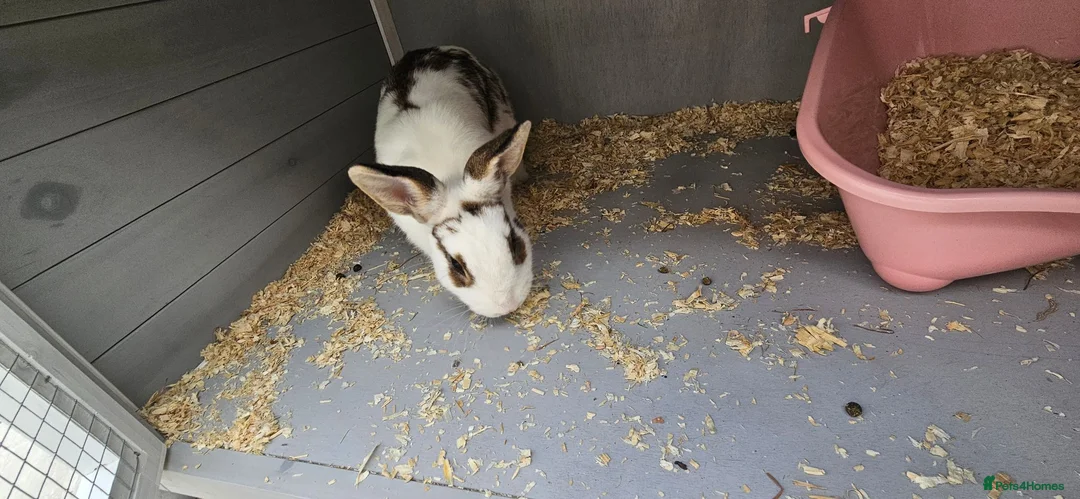 Mini Lop rabbits for sale: Two Female Bunnies Looking for a Loving New Home in Aylesbury - Advert 2