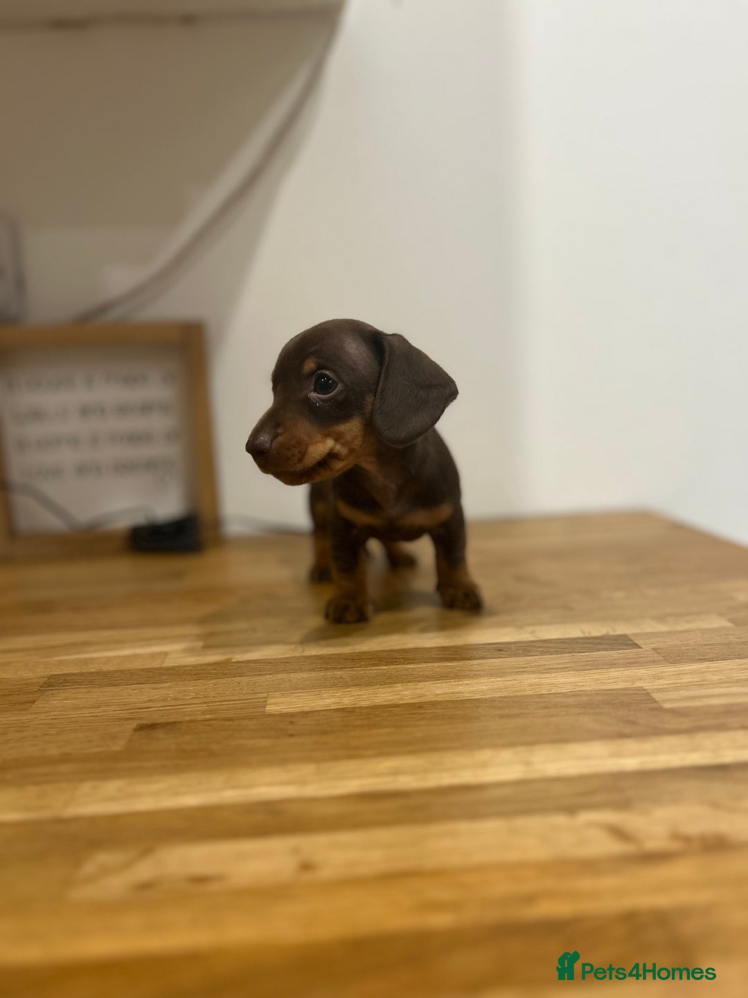 Miniature Dachshund dogs for sale:   🐾READY NOW🐾 | ONLY 1 BOY LEFT - Image 24